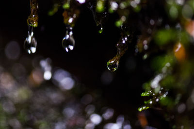 Close-up of raindrops on branch