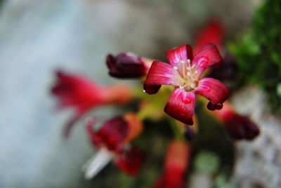 Close-up of pink flowering plant