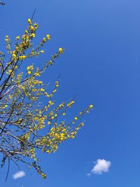 Low angle view of flowering plant against blue sky