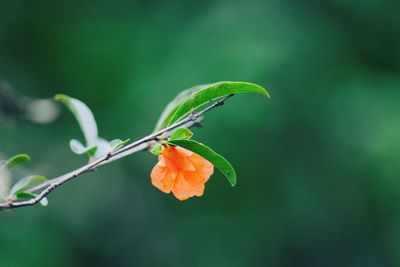 Close-up of flower blooming outdoors