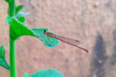 Close-up of grasshopper