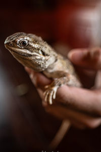 Close-up of lizard