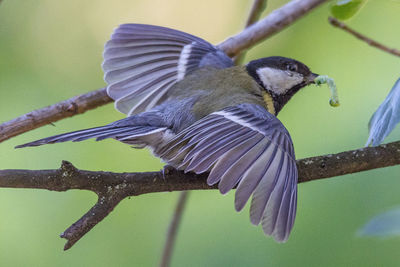 Close-up of a bird flying