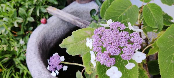 Close-up of pink flowering plant