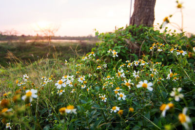 Close-up of flowering plants growing on land