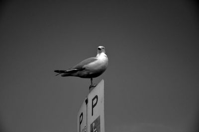 Low angle view of seagull perching on pole against clear sky