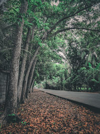 Trees growing in forest during autumn