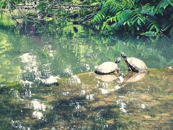 View of ducks swimming in lake