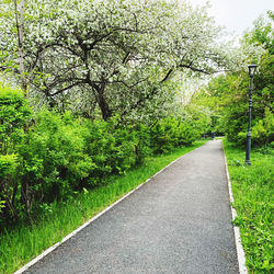 Road amidst trees in park