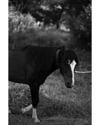 Cow standing in field