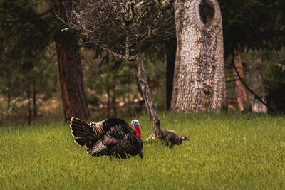 Wild turkey male tom on green grass field in autumn season in forest. 