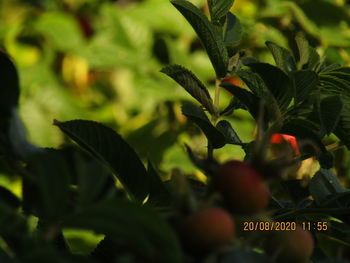 Close-up of fruits growing on plant