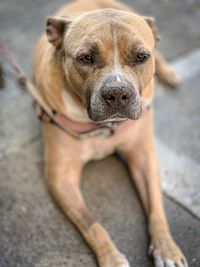 High angle portrait of dog standing on city