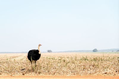 Ostrich perching on field against sky