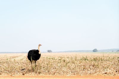 Bird on a field