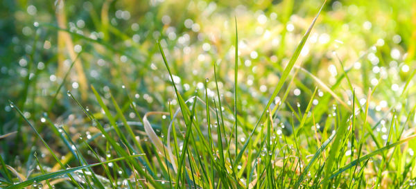 Close-up of grass growing in field