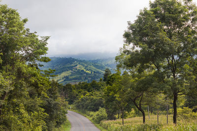 Road amidst trees against sky