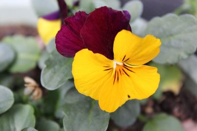 Close-up of yellow flower blooming outdoors