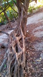 Close-up of tree roots