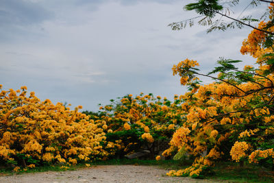 Scenic view of flowering trees against sky during autumn