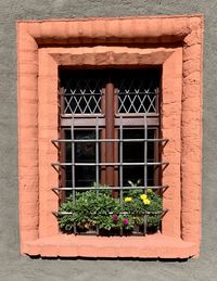 Potted plant on window of building