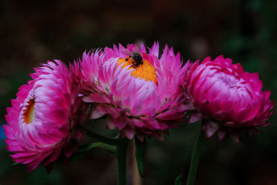 Close-up of bee pollinating on pink flower