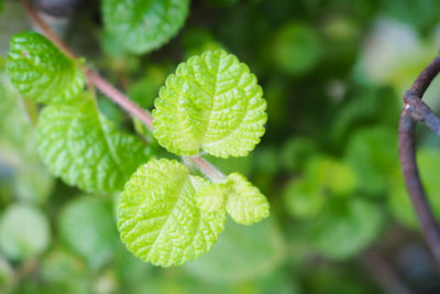 Close-up of green leaves