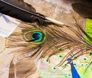 Close-up of peacock