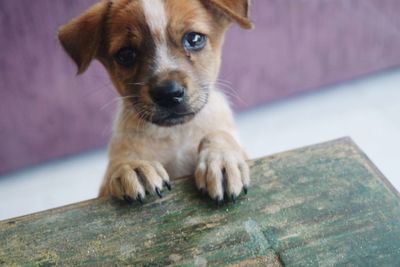 Portrait of puppy sitting