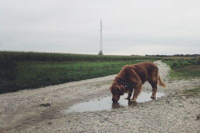 Side view of dog drinking water on landscape