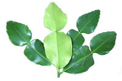 Close-up of fresh green leaf against white background