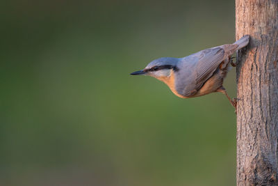 Close-up of bird perching on wooden post