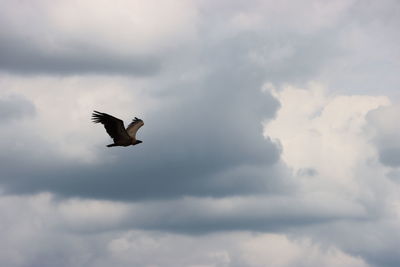 Low angle view of seagull flying in sky