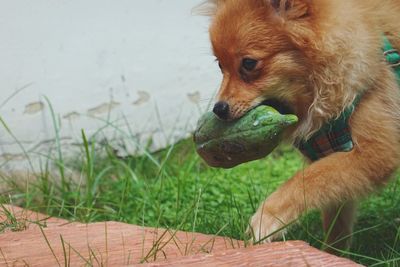 Close-up of dog looking away