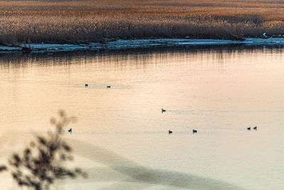 View of birds on the lake