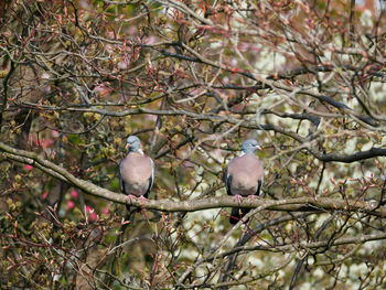 Low angle view of bird perching on tree