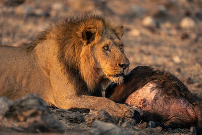 Lioness looking away