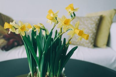 Close-up of yellow daffodil flowers in vase