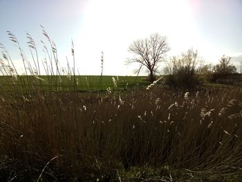Close-up of grass in water against sky