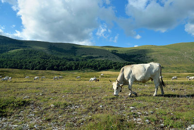 View of a horse on field