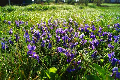 Close-up of purple crocus flowers blooming on field