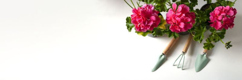 Close-up of pink flowers on table against white background