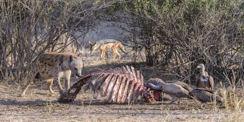 Spotted hyaena and black-backed jackal, plus white-backed and hooded vultures.