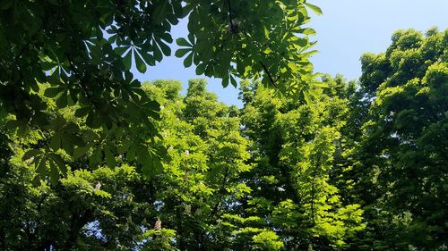 Low angle view of trees against sky