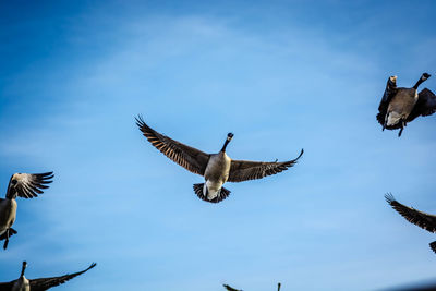 Low angle view of canada geese flying against sky