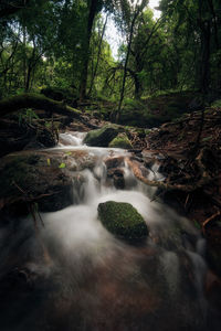 Scenic view of waterfall in forest