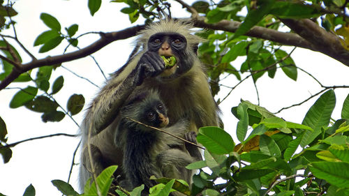 Red colobus monkey with baby