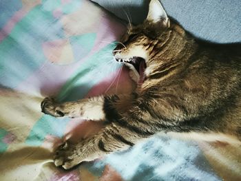 Close-up of cat lying down