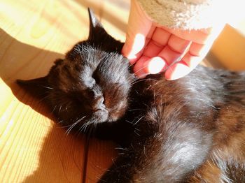 Close-up of cat relaxing on woman at home