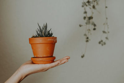 Close-up of hand holding small potted plant against wall